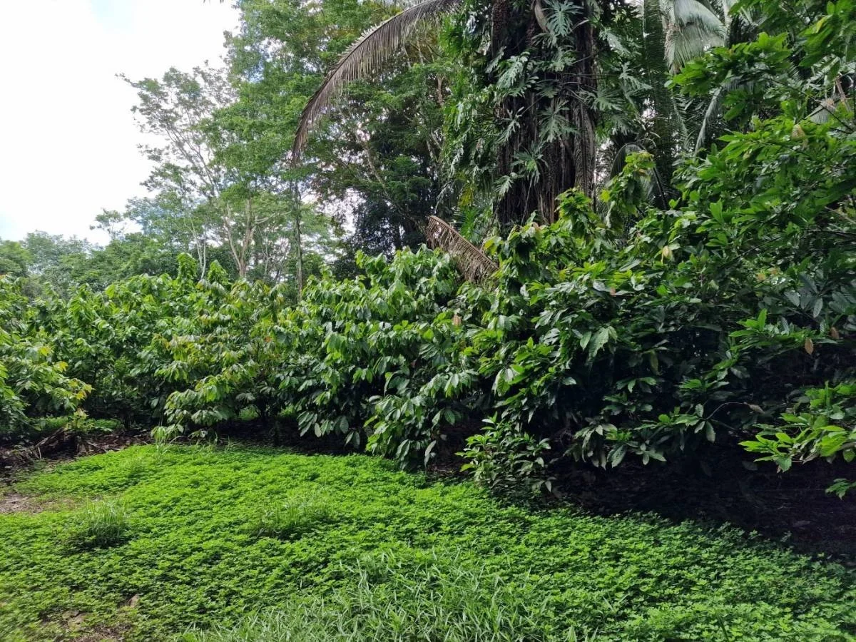 299-Acre Teak Farm, Toledo