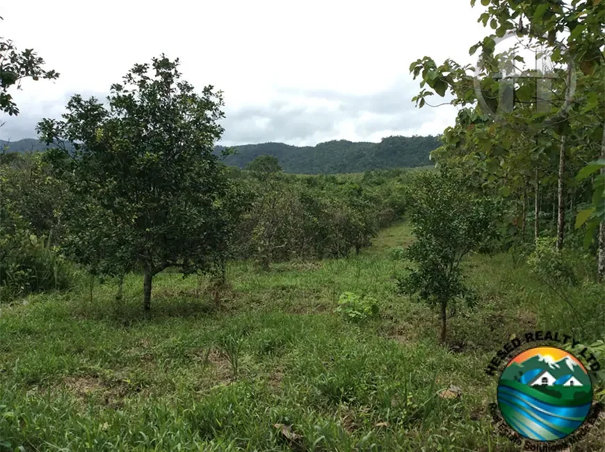 10-Acre Citrus Farm with 1,200+ Fruit Trees near Mayflower Reserve, Stann Creek