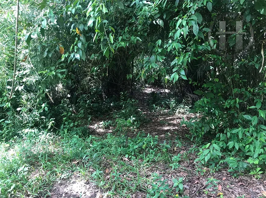50 Acres with 1,500 Ft of Belize River Frontage near Belmopan, Cayo