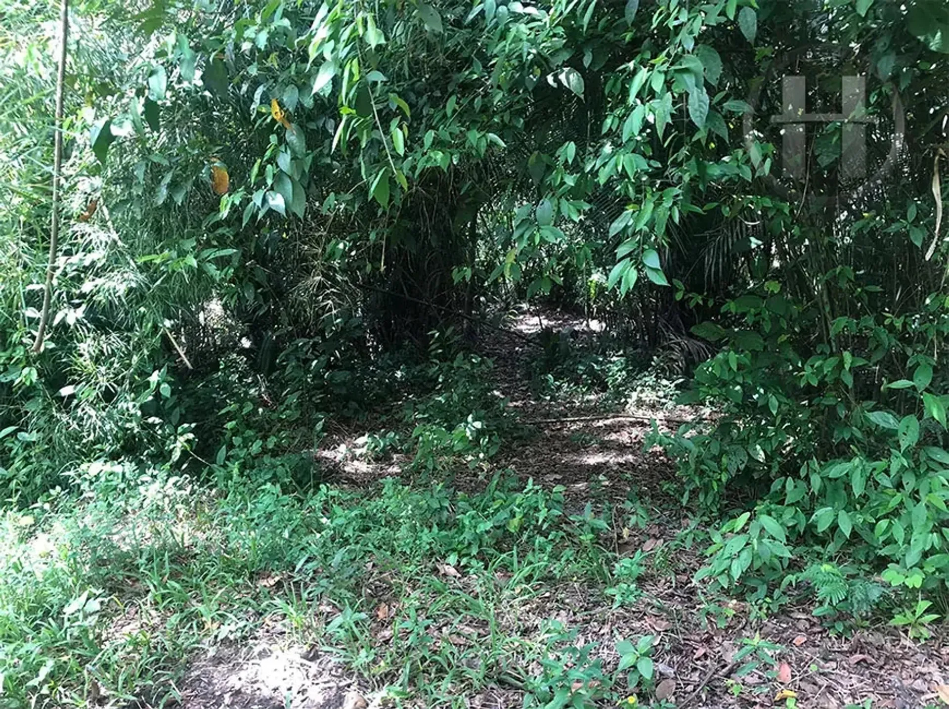 50 Acres with 1,500 Ft of Belize River Frontage near Belmopan, Cayo