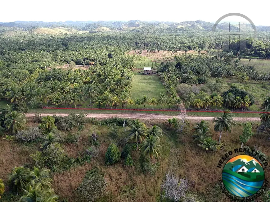 20-Acre Coconut and Lime Farm with 2,000+ Bearing Trees, Camalote, Cayo