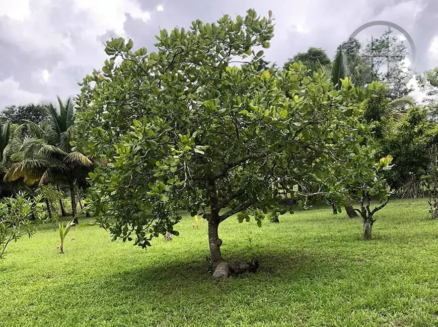 100-Acre Fruit Farm with Teak, Mahogany, Ponds and Creek, Cayo District