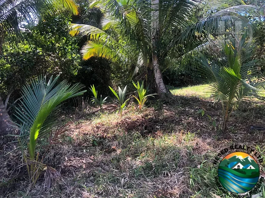 15-Acre Orange Grove Farm with Two Creeks Near Hopkins Village, Stann Creek