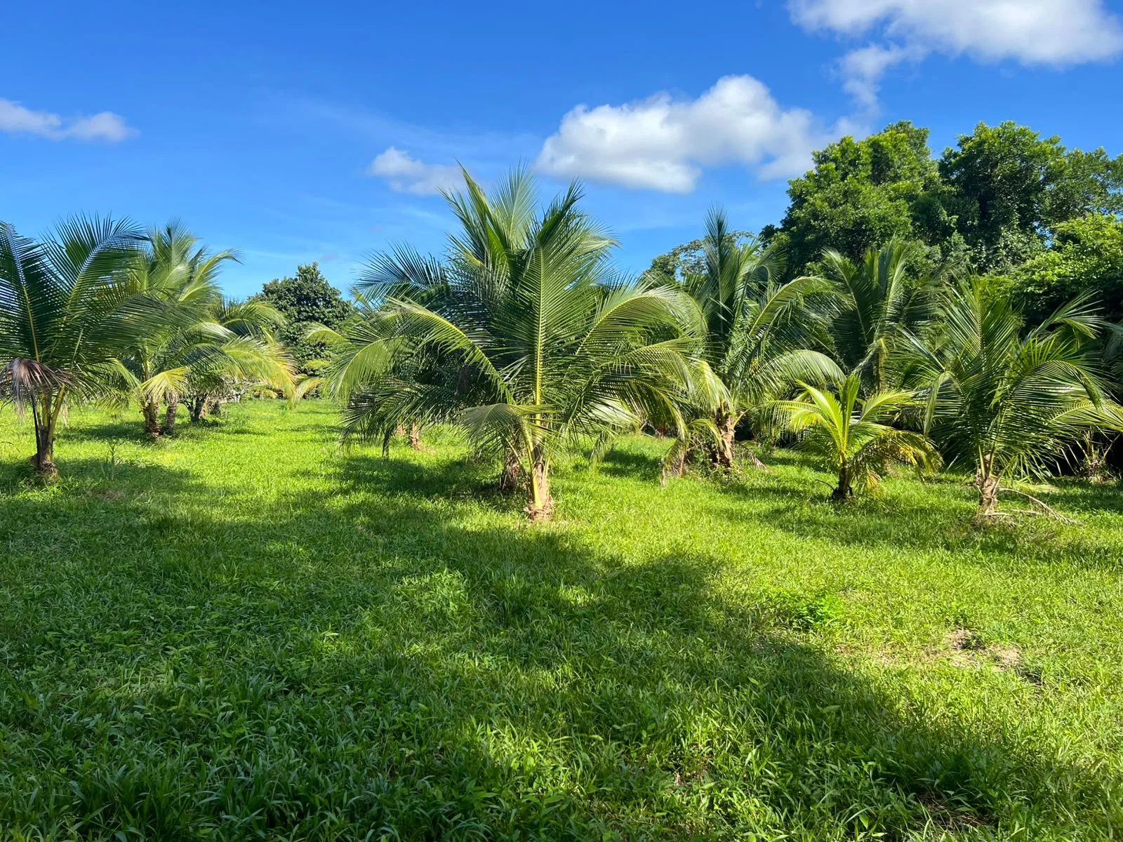 15-Acre Orange Grove Farm with Two Creeks Near Hopkins Village, Stann Creek