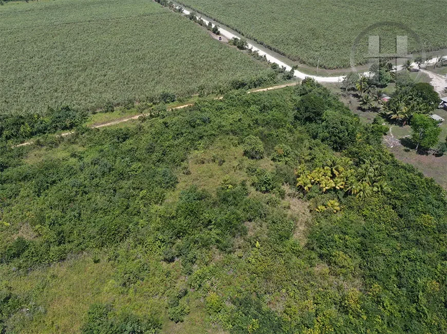 25-Acre Flat Land with Road Frontage and Electricity, Valley of Peace, Cayo
