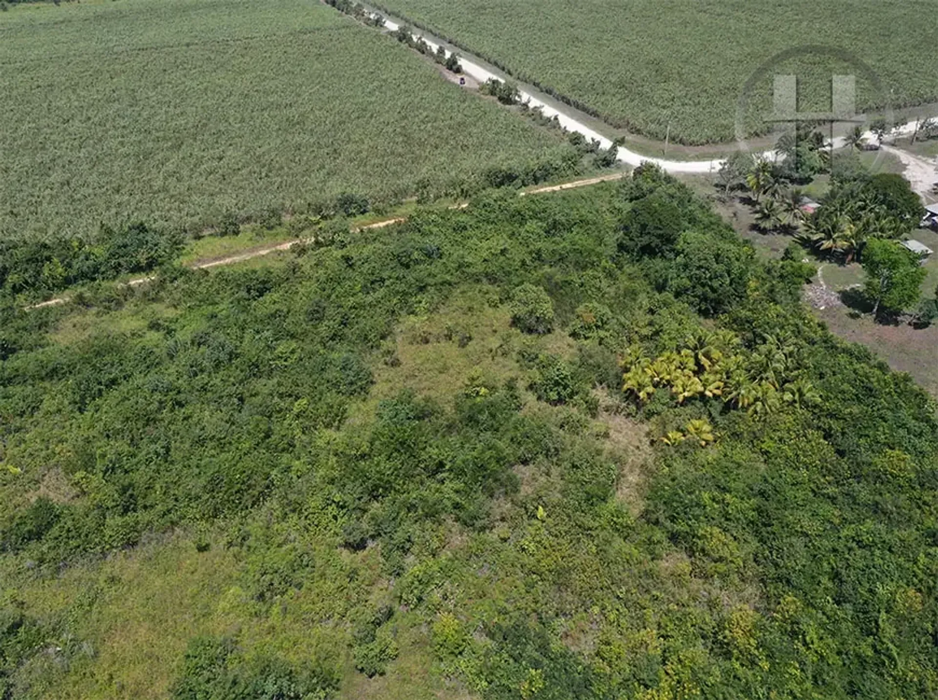 25-Acre Flat Land with Road Frontage and Electricity, Valley of Peace, Cayo