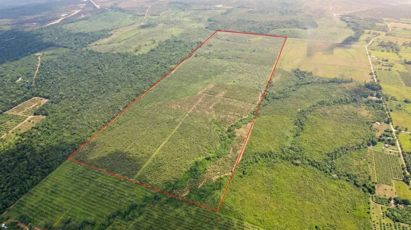 198-acre citrus farm for sale in Stann Creek District, Belize, near national park and forest reserve. Belize real estate opportunity.