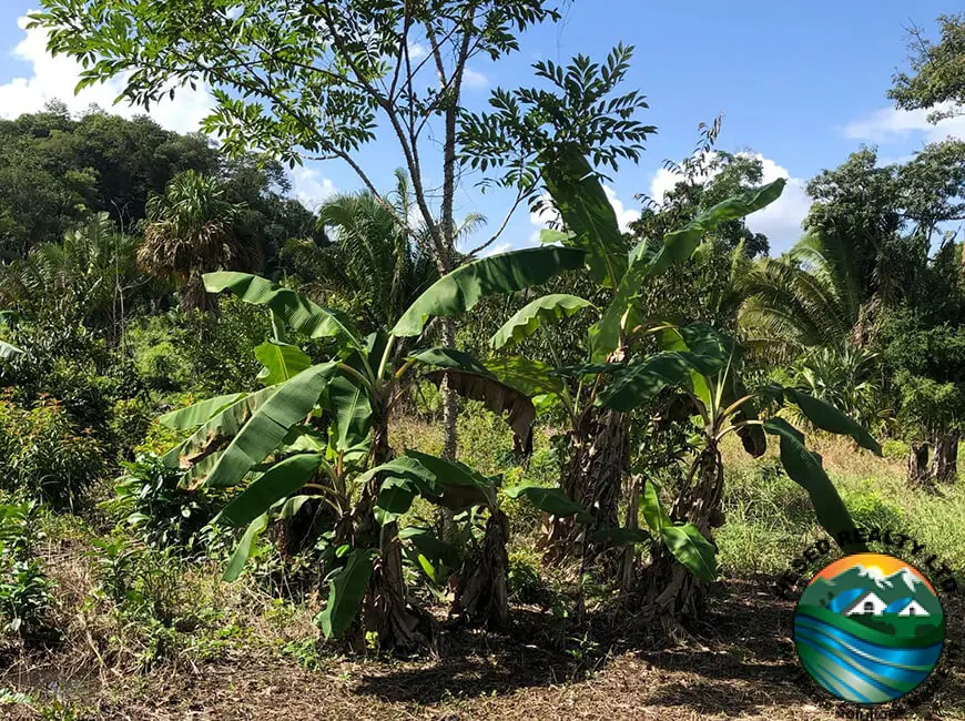 15-Acre Fruit Farm with Creek & Well near Springfield, Hummingbird Highway, Cayo