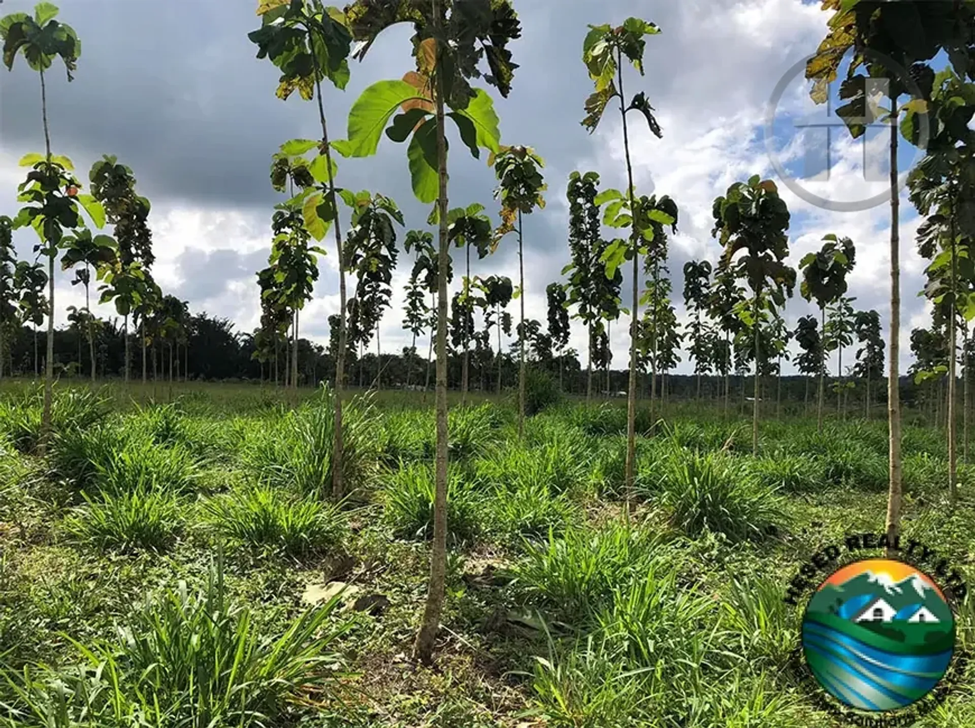 100-Acre Sloped Farm with Teak, Pond and Creek near Valley of Peace, Cayo