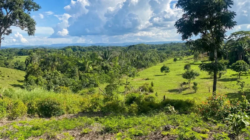 Prime 30-acre farm land in Camalote Village, Belize real estate for sale.