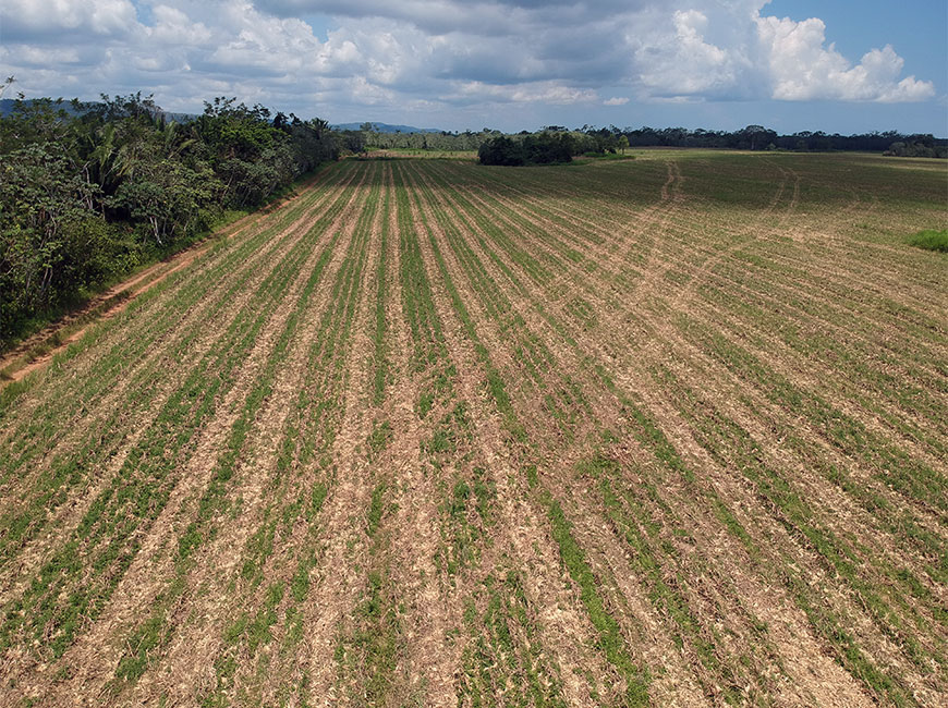 How to Invest in Agriculture & Farmland in Belize