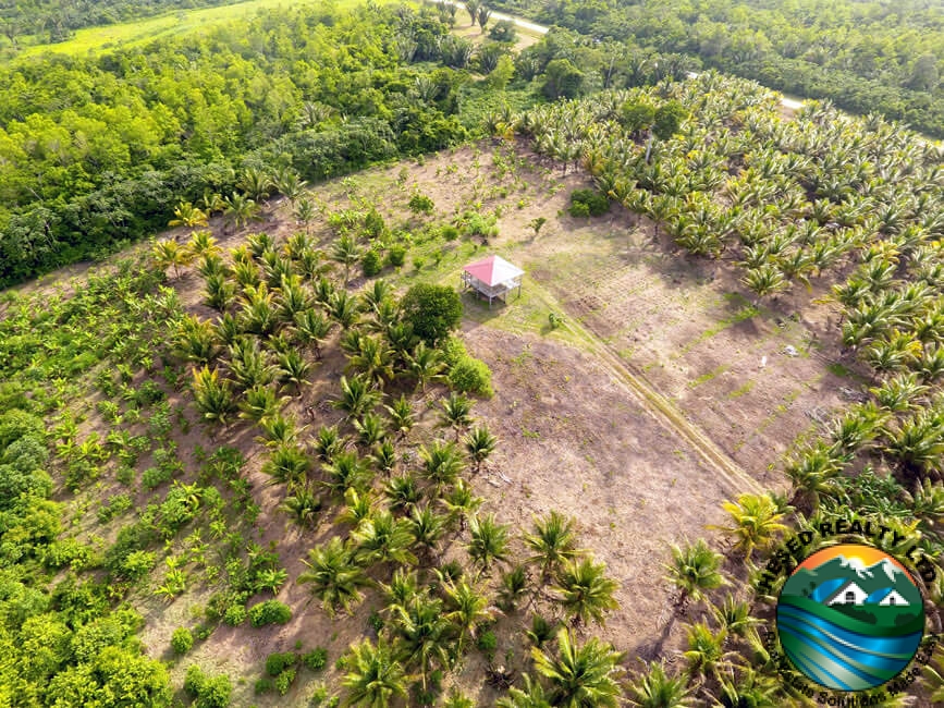 Drone shot of a section of the coconut plantation with a small farming house nestled among the trees.