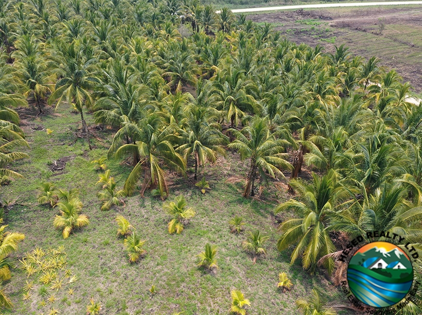 Mature coconut trees on a 24.42-acre farm near Spanish Lookout, Belize, ready for harvest