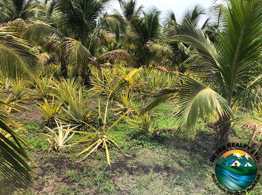 A pineapple plant with a ripened fruit on the 24.42-acre farm in Western Belize.