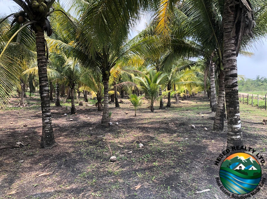 Ground-level view of a line of mature coconut trees on the 24.42-acre farm