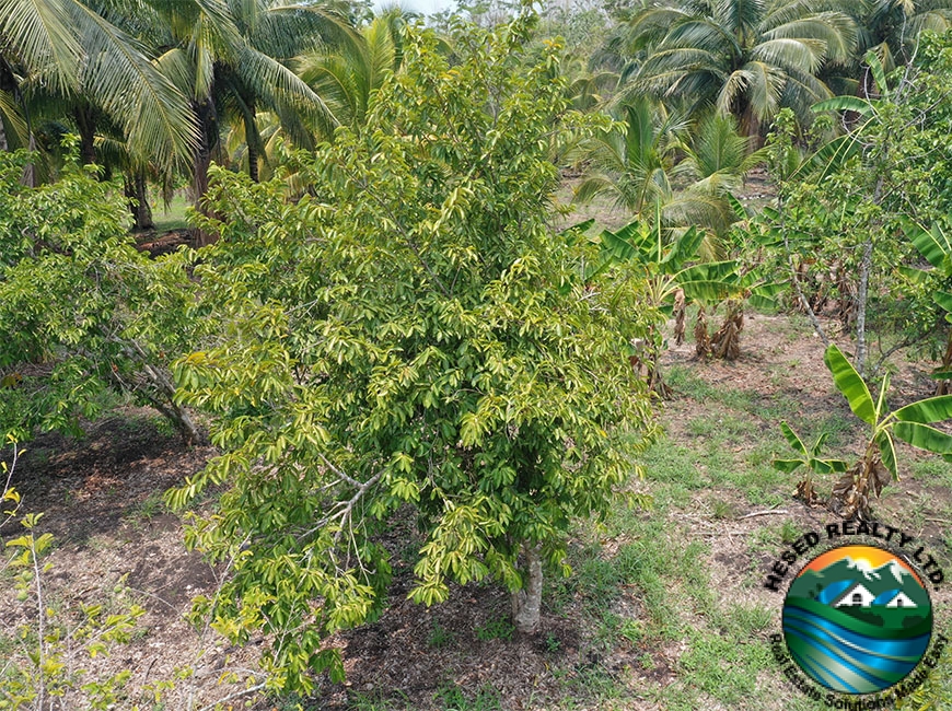 Sour sop tree on the 24.42-acre farm near Spanish Lookout, Belize, among other fruit trees.