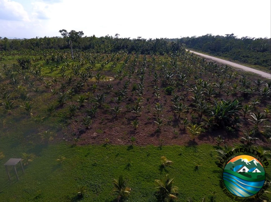 Coconut plantation with producing trees on a 24.42-acre farm near Spanish Lookout, Belize.