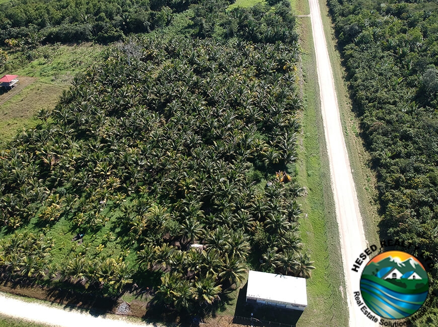 Drone front view of the 24.42-acre farm showing the concrete warehouse and rows of coconut trees near Spanish Lookout, Belize