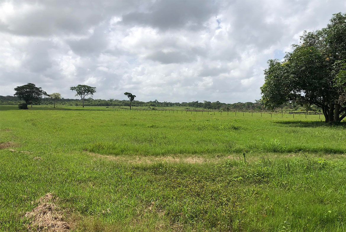 Expansive grass field with lush green grass.