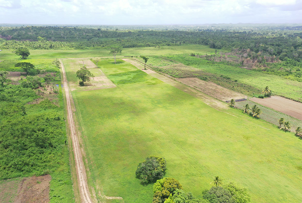 Expansive grass field with lush green grass. - Aerial View