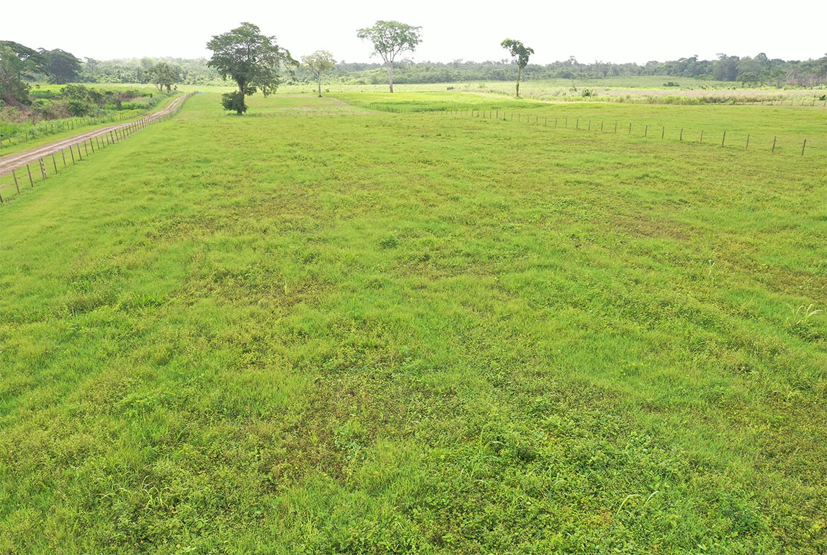 Expansive grass field with lush green grass.