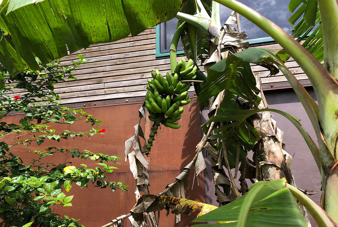 Front view of the property with lush plants.