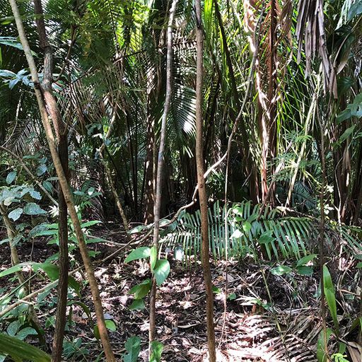 13.8-Acre Jungle Property Near Armenia Village, Belize