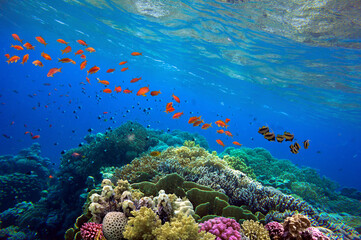 Underwater view of the Belize Barrier Reef, showcasing colorful coral formations teeming with fish and marine life.