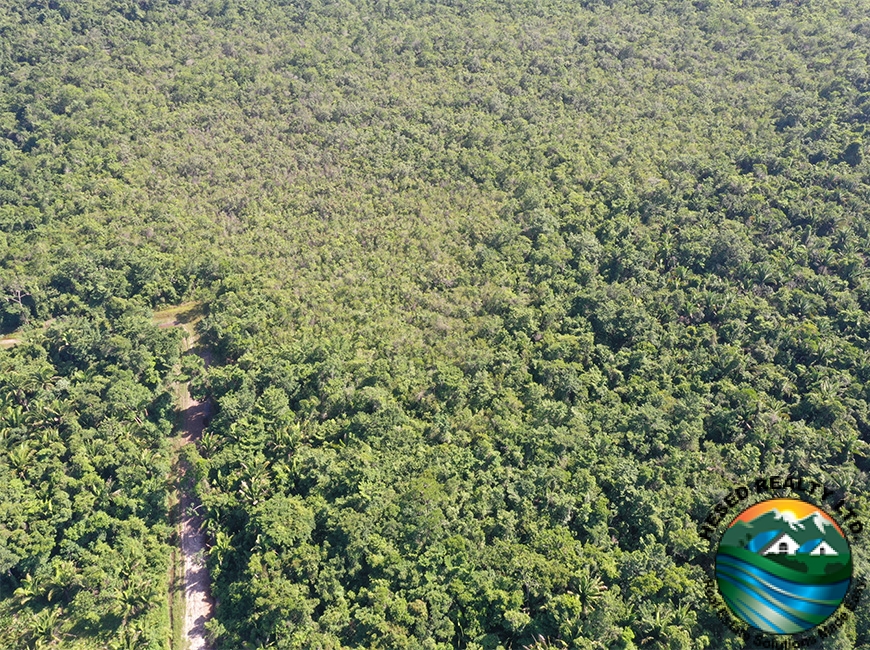 Aerial drone shot of a forested road near the 40-acre property in Silk Grass Village.