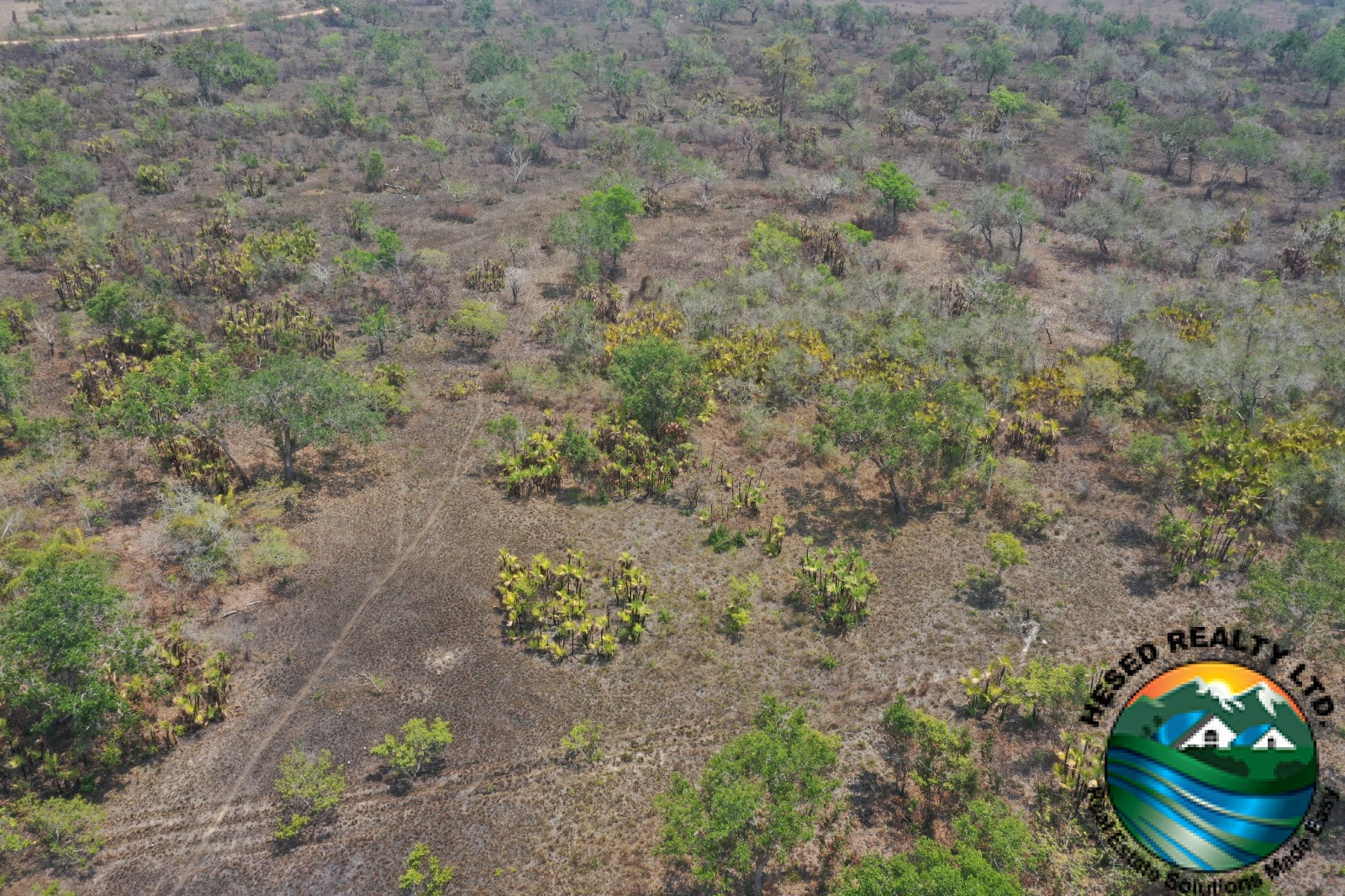 Lush green trees on 69-acre property in Billy White, Belize.