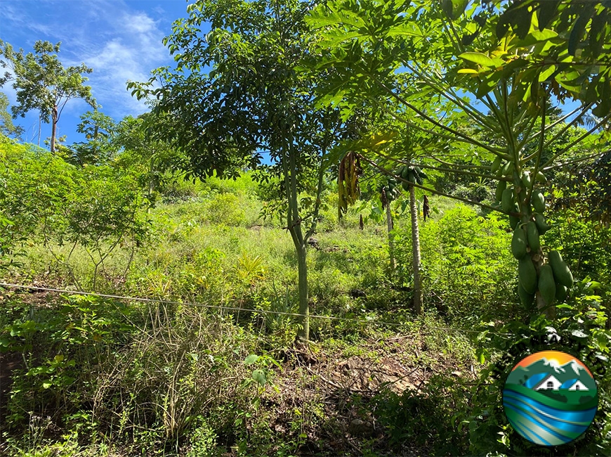 Several papaya trees growing on a 3-acre property in Agua Viva, showcasing the property's fertile land