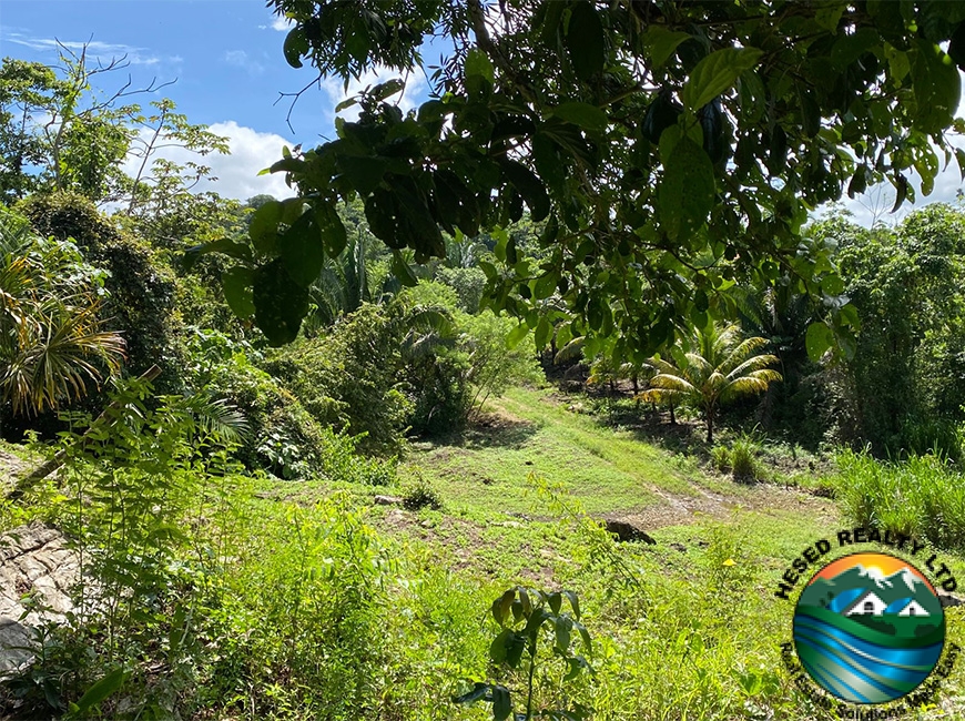 A different angle showing multiple fruit trees on a 3-acre property in Agua Viva.