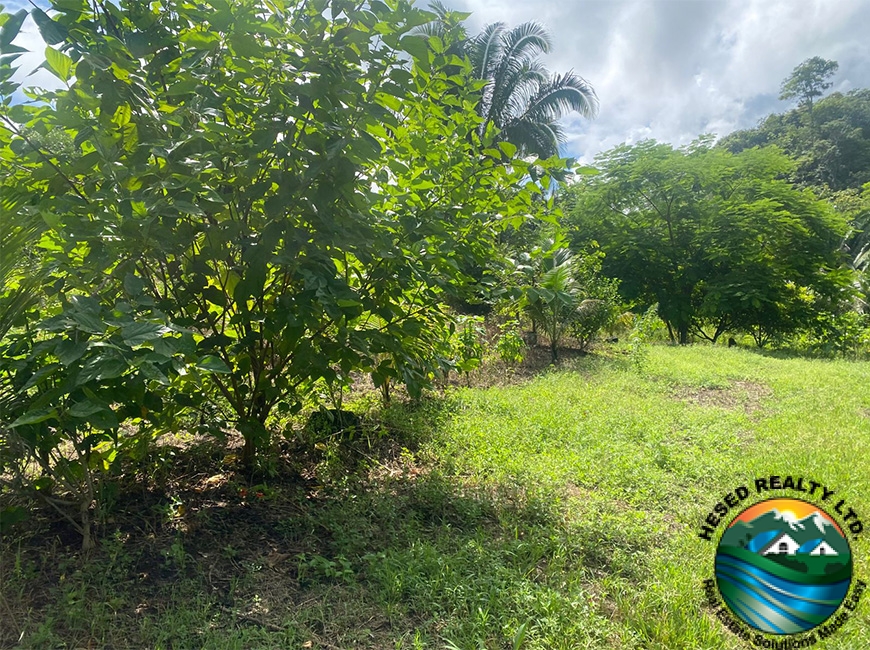 Various fruit trees on a 3-acre property in Agua Viva, including mango, avocado, and citrus trees.