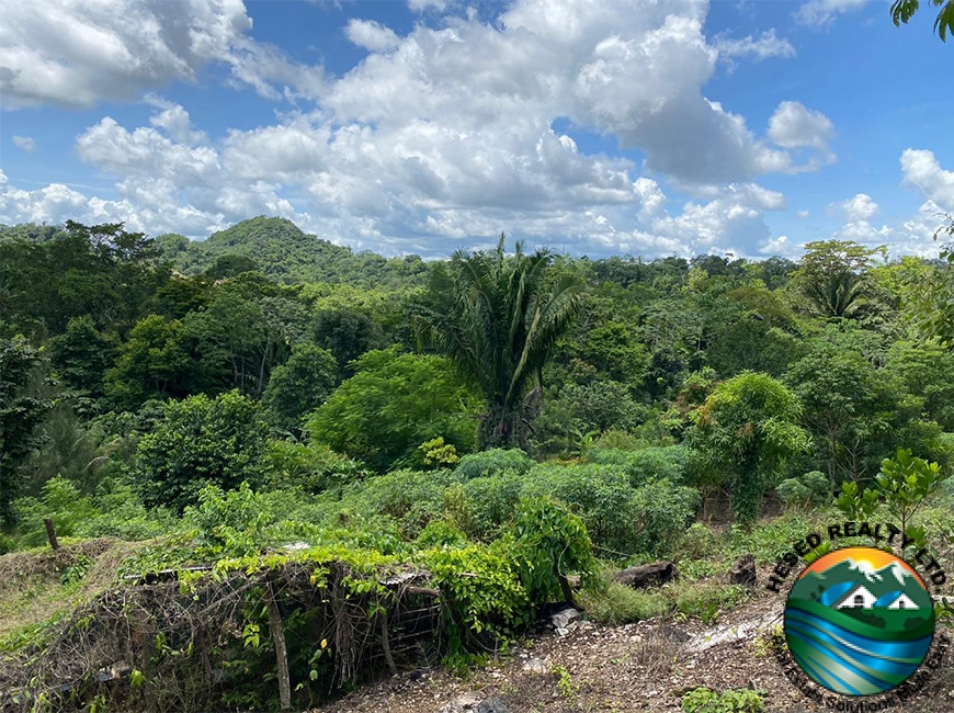 Hilltop with green trees on a 3-acre property in Agua Viva, showcasing the peaceful and private setting.