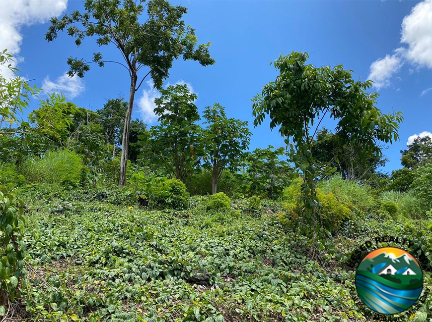 A hilltop view on a 3-acre property in Agua Viva, surrounded by trees and offering scenic panoramic vistas.