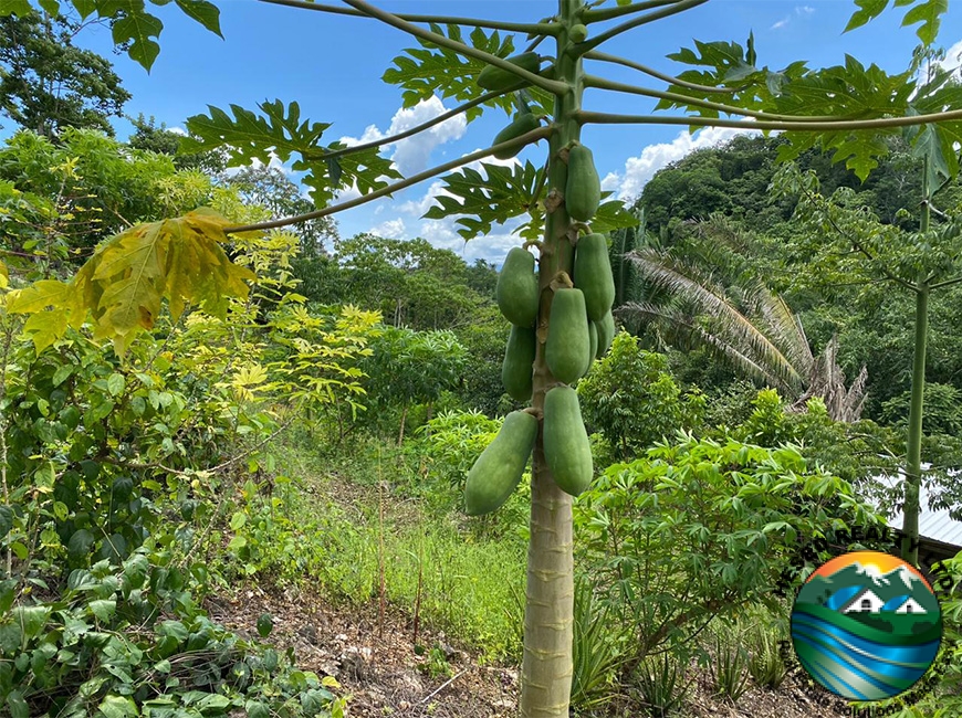 A papaya tree on a 3-acre property in Agua Viva, highlighting the variety of fruit trees in the orchard.