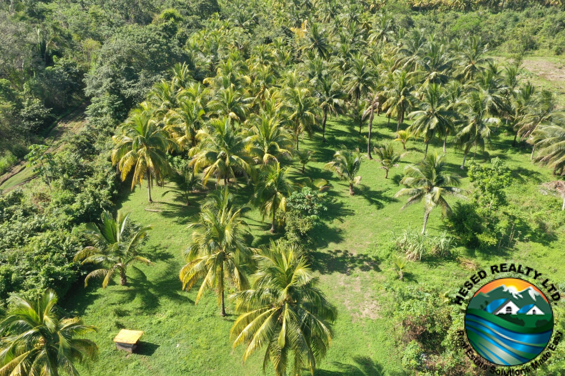 Drone photo showing the coconut plantation on the Teakettle property.