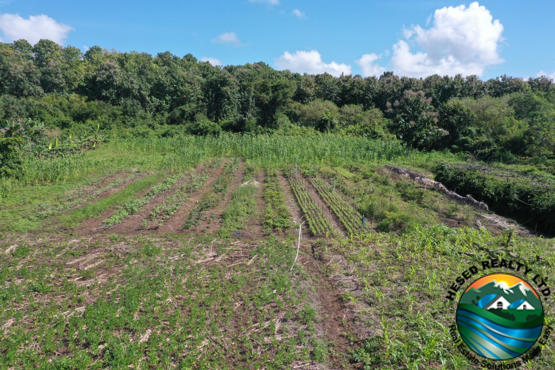 Crop plantation featuring corn and seasonal vegetables on fertile black soil.