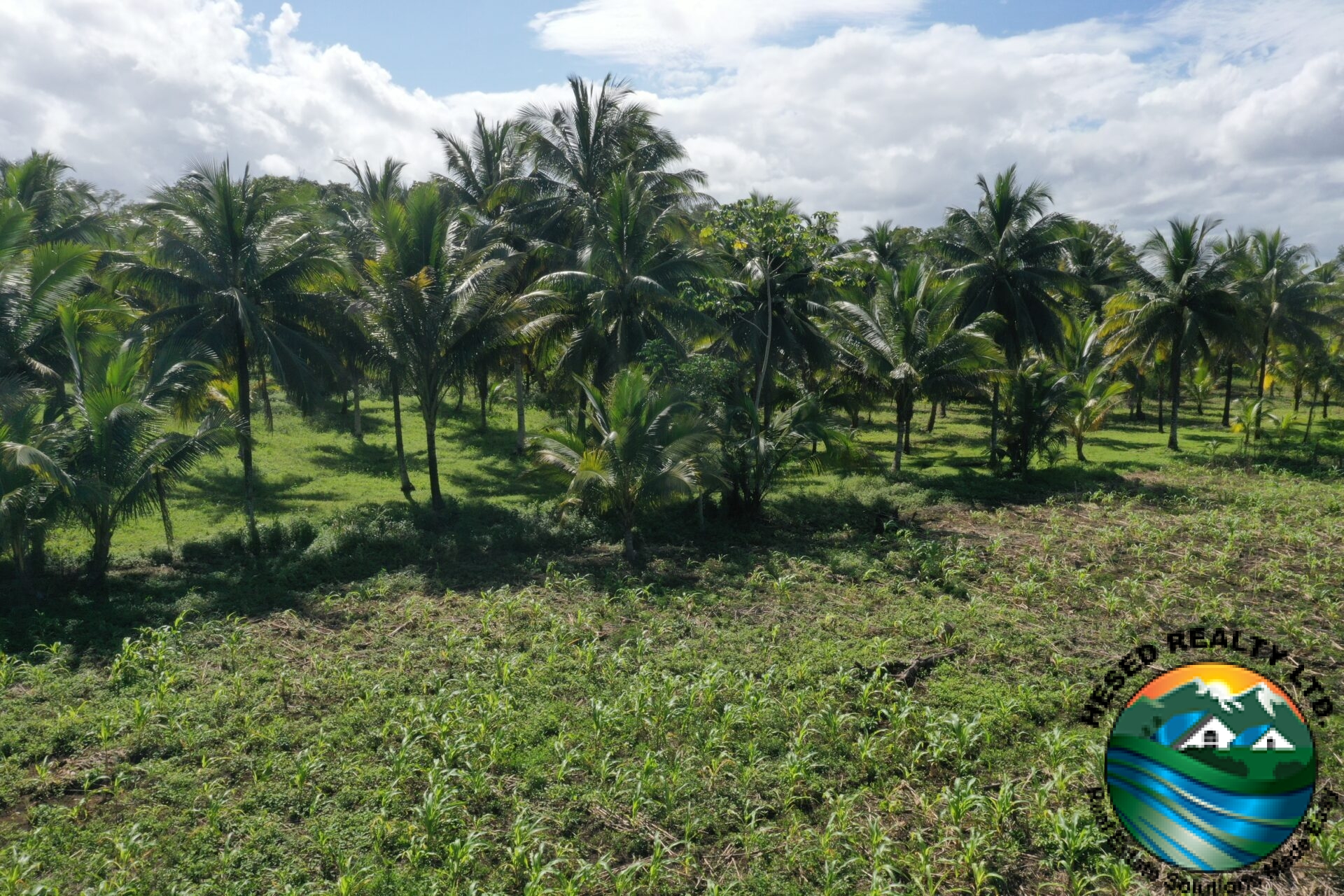 Drone photo showing a mix of coconut trees and corn plantations.