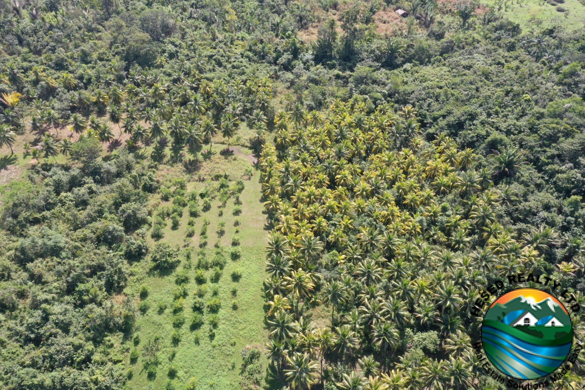 Zoomed-out drone shot of the coconut plantation on fertile black soil