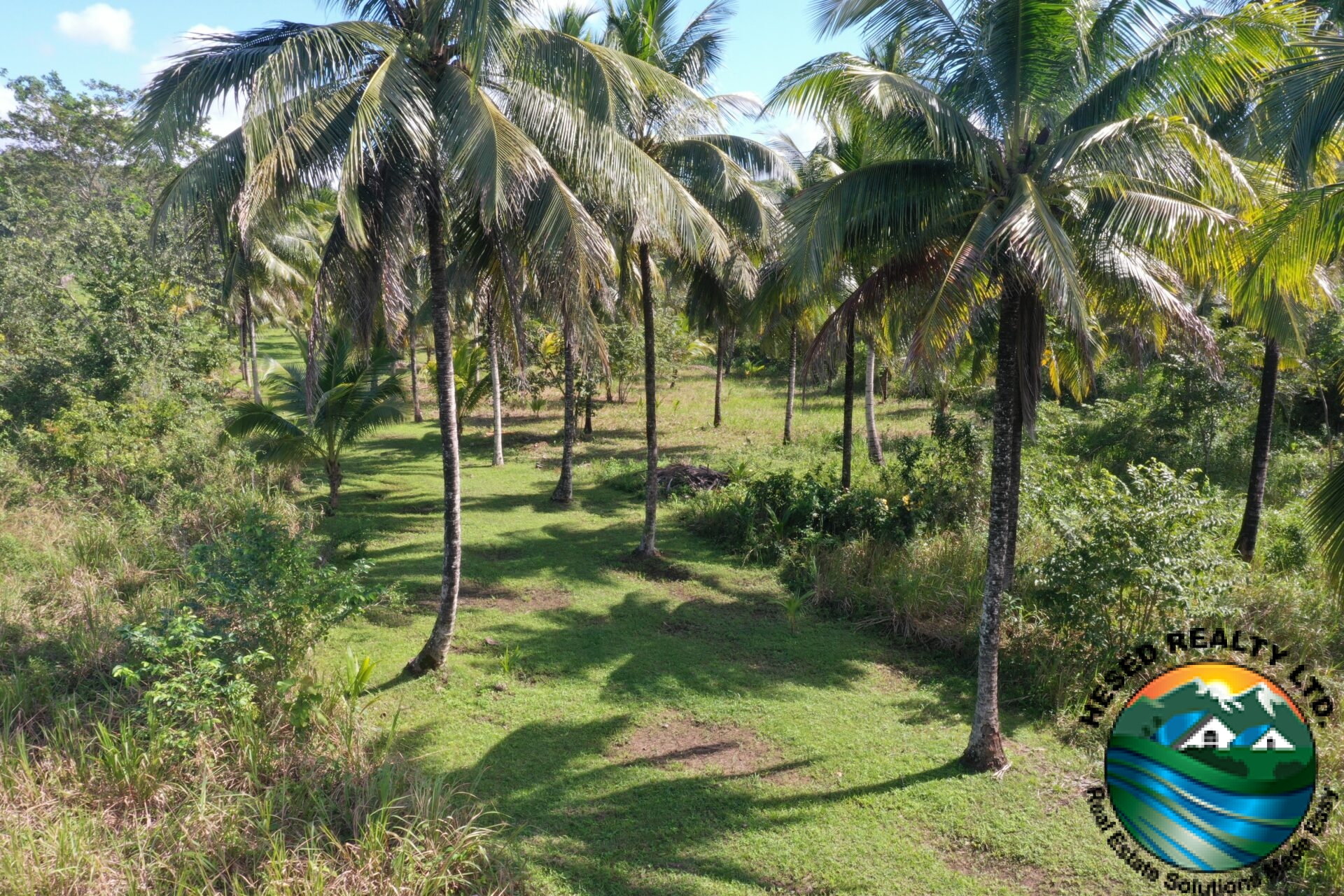 Coconut trees standing tall on a green yard with fertile black soil