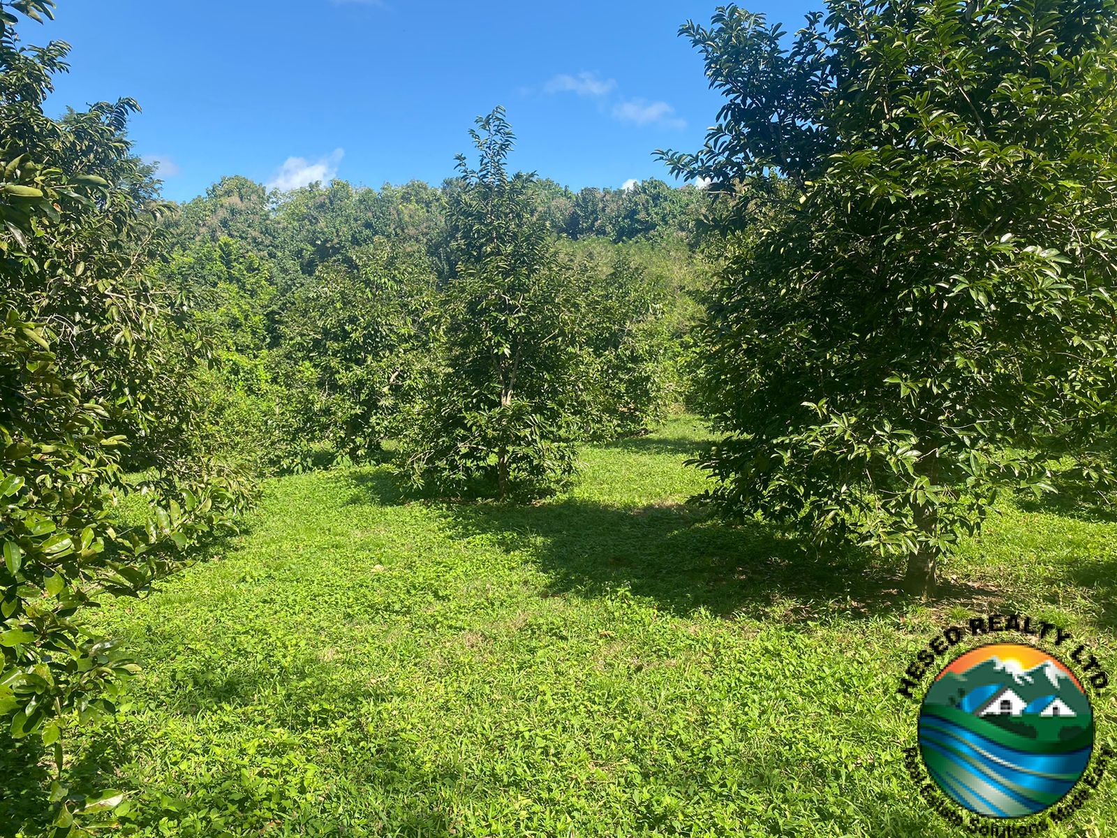 Photo showing sour sop trees on the fertile land of the property.