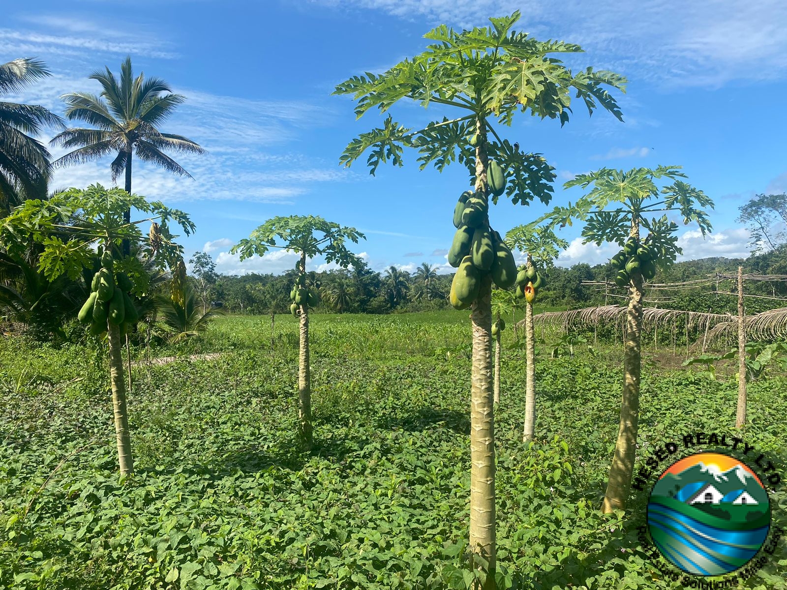 Photo showing papaya trees on the Teakettle property.