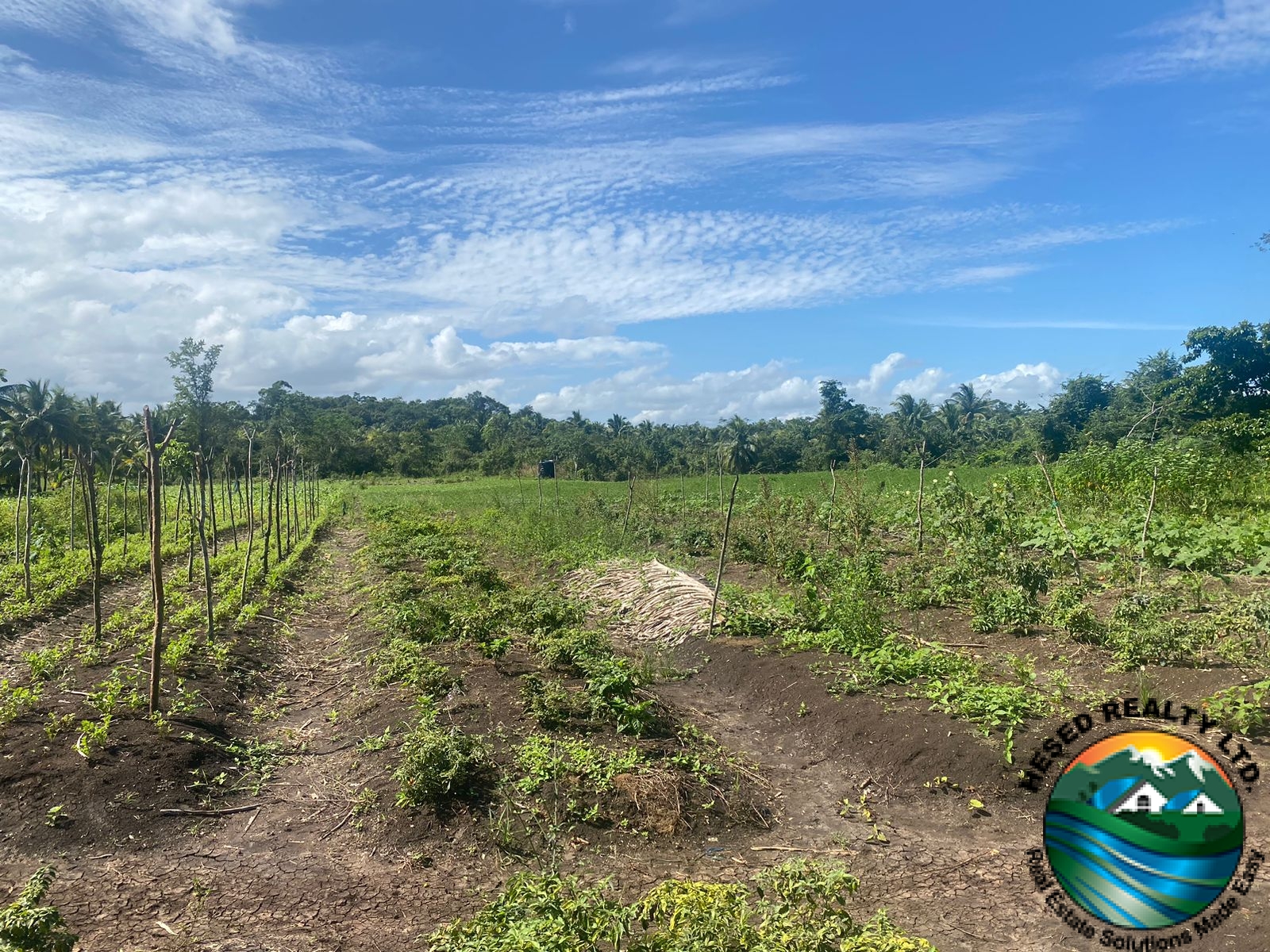 Vegetation plantation on fertile black soil in Teakettle Village