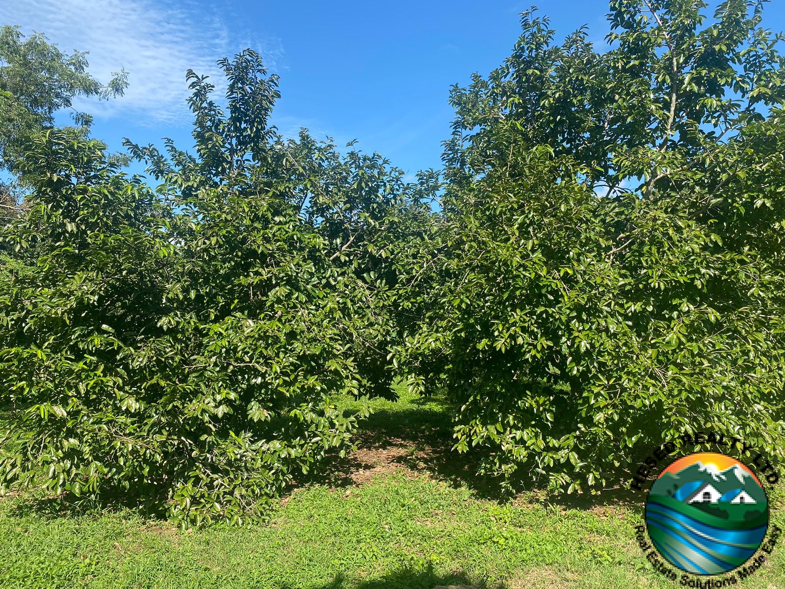 Photo of sour sop trees in the lush plantation area of the property