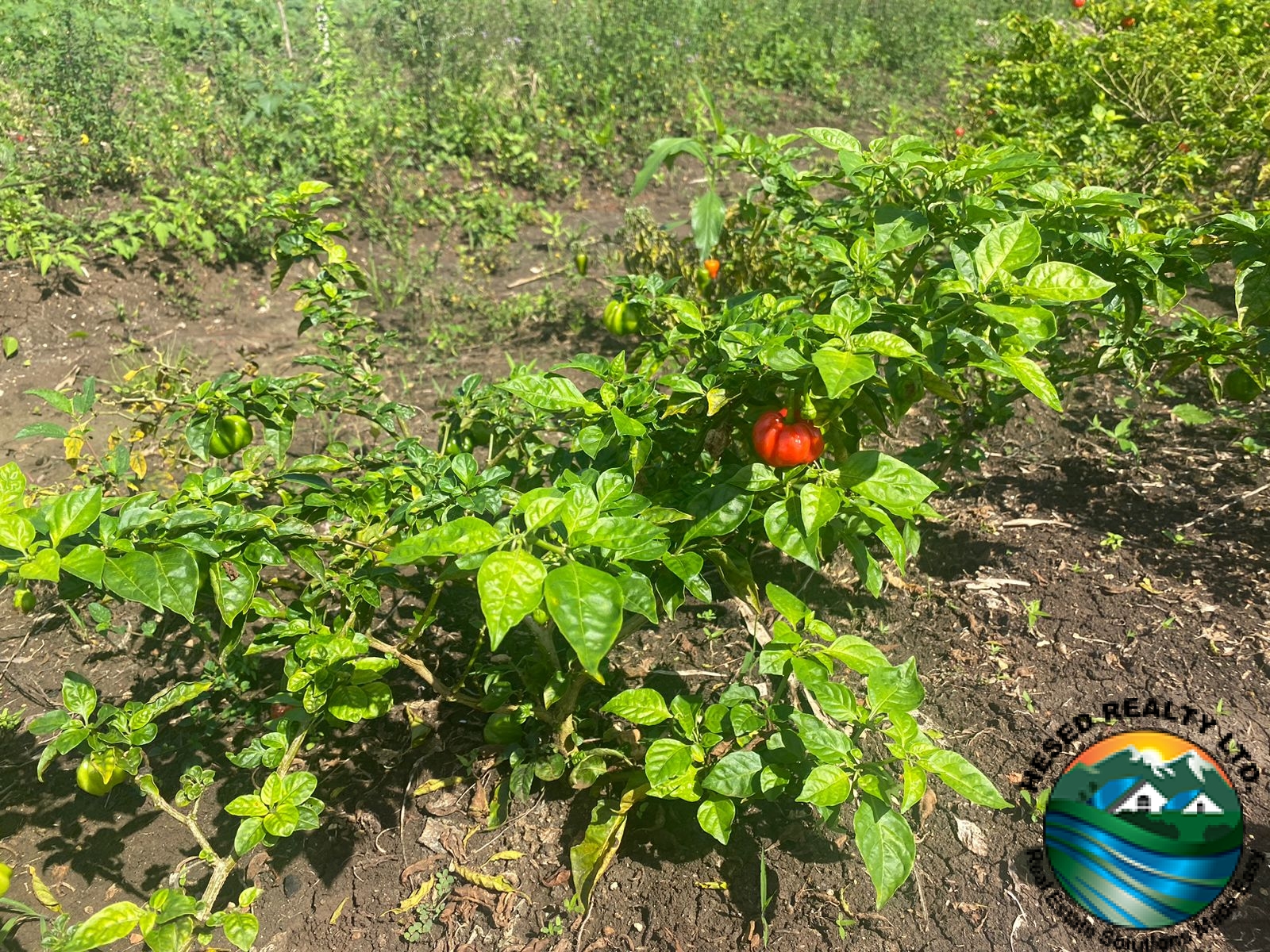 Photo of a thriving pepper plant growing on fertile soil.