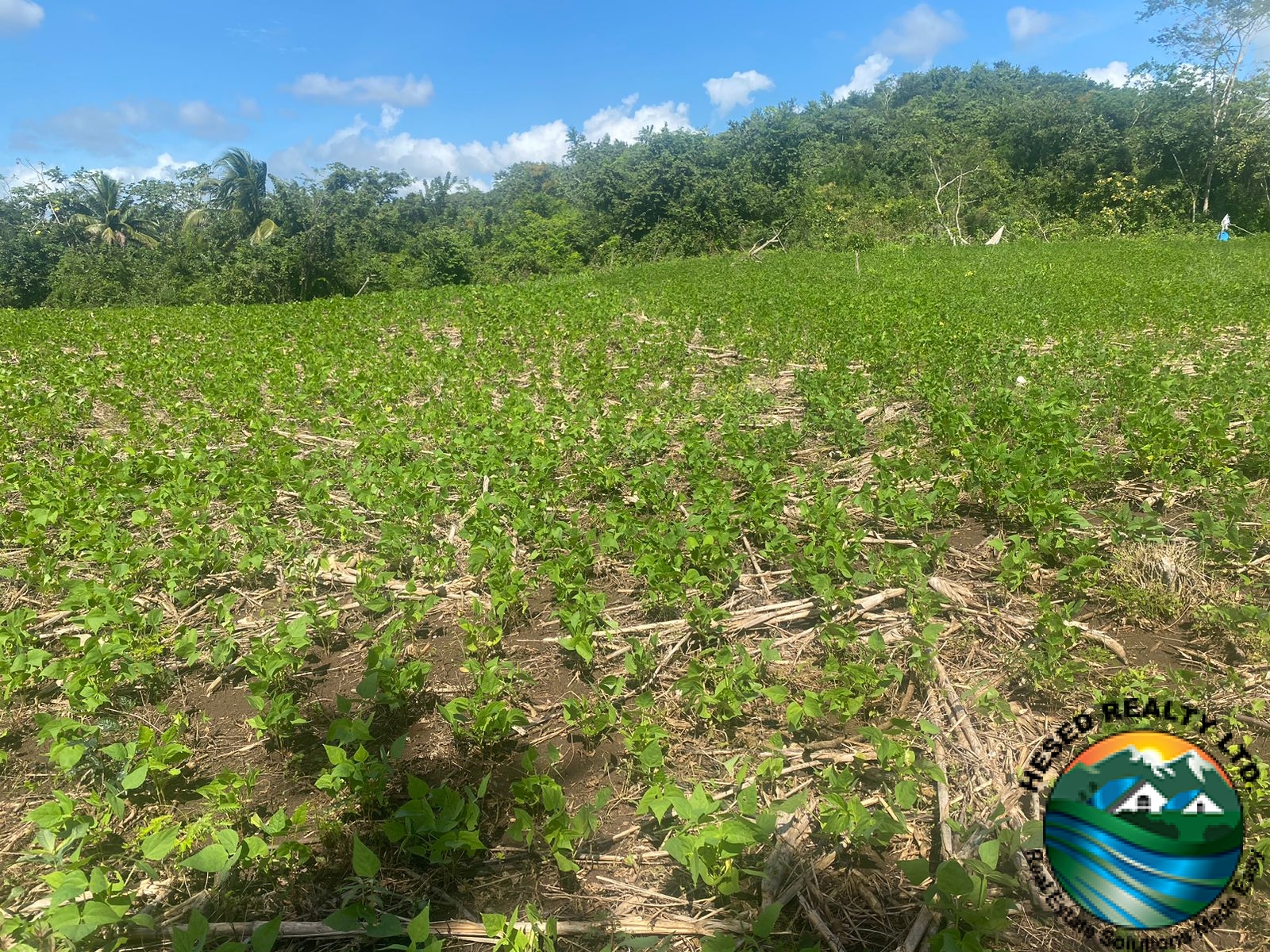 Photo showing a beans plantation on fertile black soil