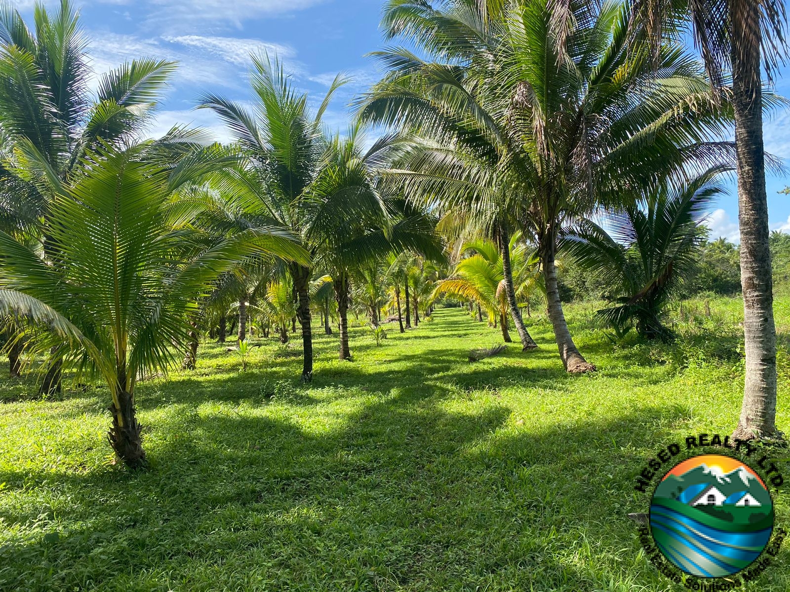 Line of coconut trees neatly arranged on the Teakettle property