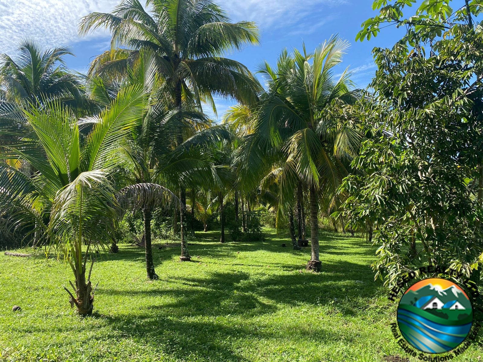 Coconut trees and sour sop trees growing on the property.