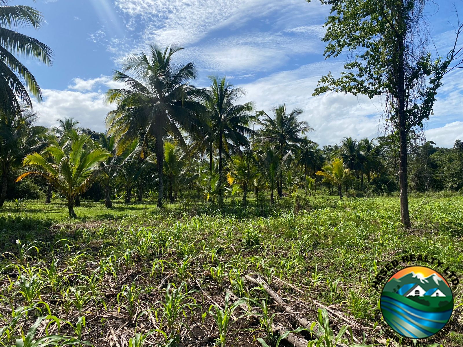 Coconut trees and corn plantation growing side by side on fertile soil.